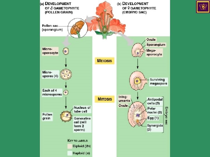 Development of gametophytes 