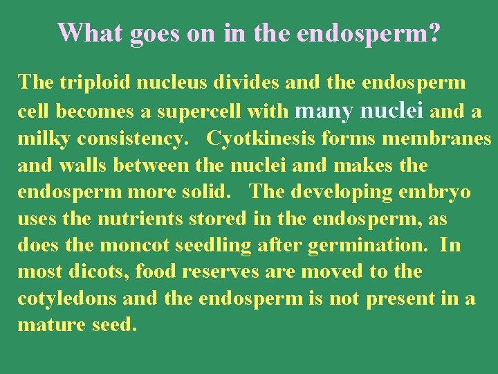 What goes on in the endosperm? The triploid nucleus divides and the endosperm cell