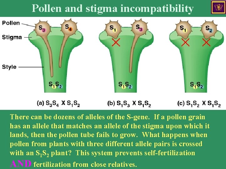 Pollen and stigma incompatibility There can be dozens of alleles of the S-gene. If