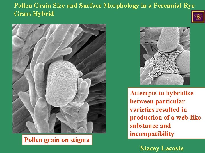 Pollen Grain Size and Surface Morphology in a Perennial Rye Grass Hybrid Rye grass