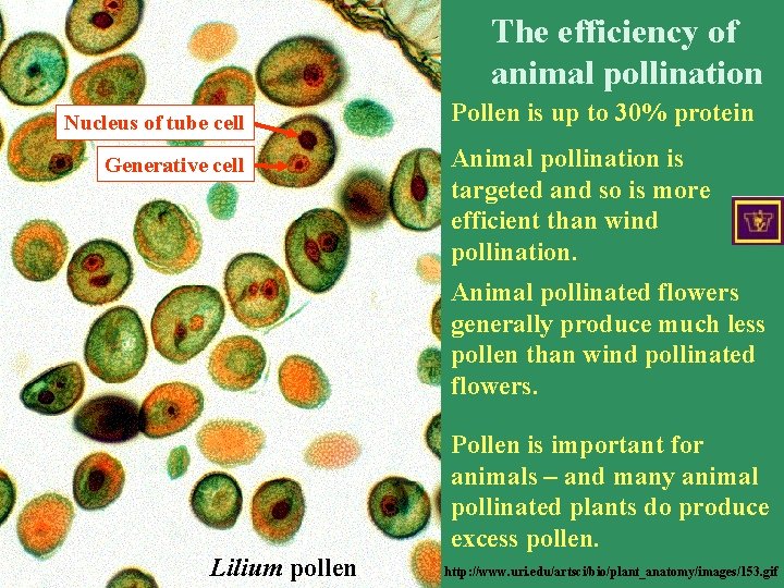 The efficiency of animal pollination Nucleus of tube cell Generative cell Pollen is up