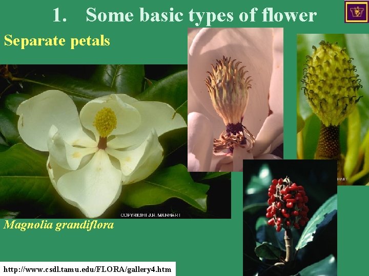 1. Some basic types of flower Separate petals Magnolia grandiflora http: //www. csdl. tamu.
