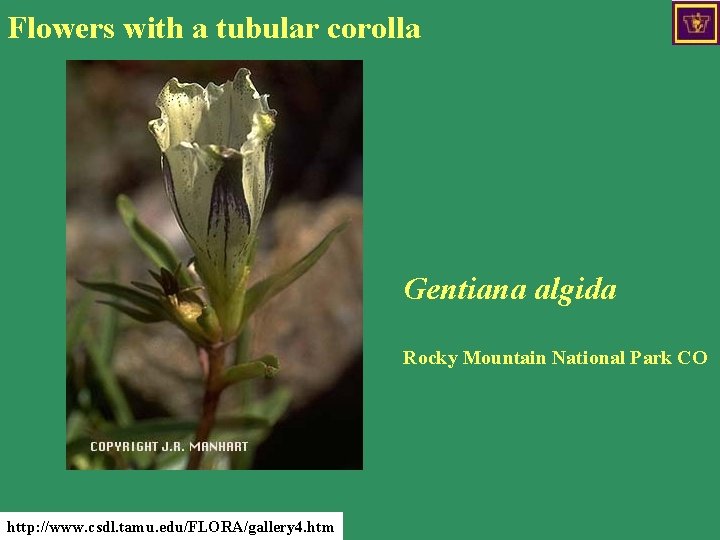 Flowers with a tubular corolla Gentiana algida Rocky Mountain National Park CO http: //www.