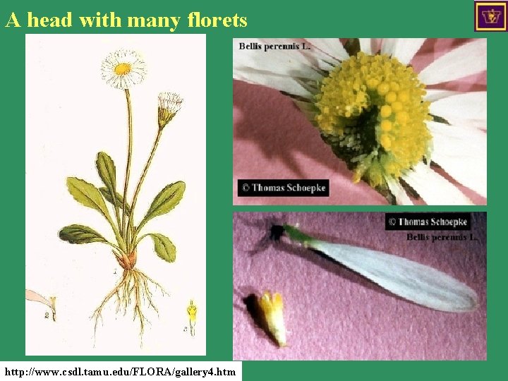 A head with many florets http: //www. csdl. tamu. edu/FLORA/gallery 4. htm 