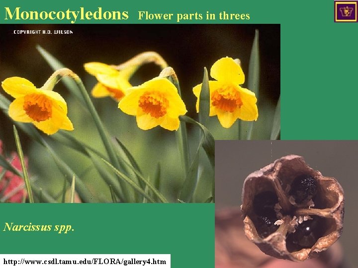 Monocotyledons Flower parts in threes Narcissus spp. http: //www. csdl. tamu. edu/FLORA/gallery 4. htm