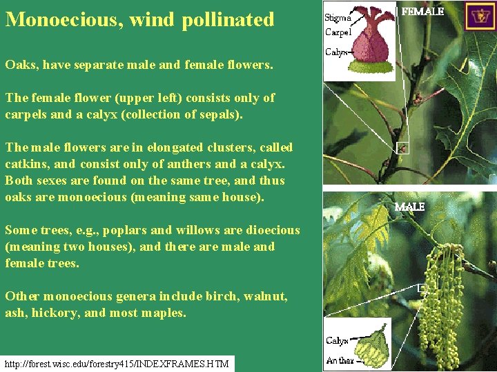 Monoecious, wind pollinated Oaks, have separate male and female flowers. The female flower (upper
