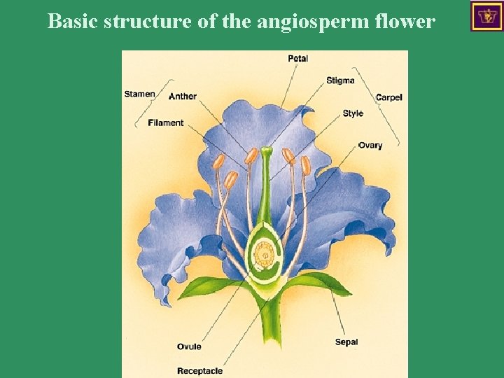 Basic structure of the angiosperm flower 
