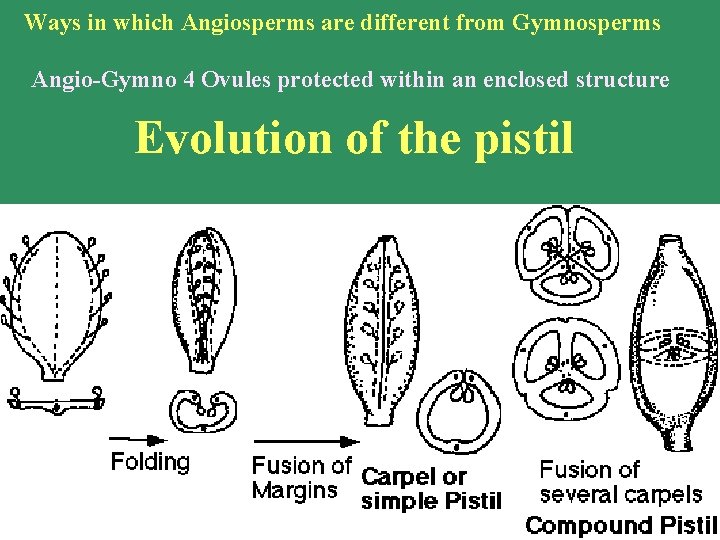 Ways in which Angiosperms are different from Gymnosperms Angio-Gymno 4 Ovules protected within an