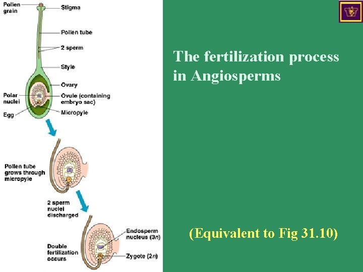 The fertilization process in Angiosperms (Equivalent to Fig 31. 10) 
