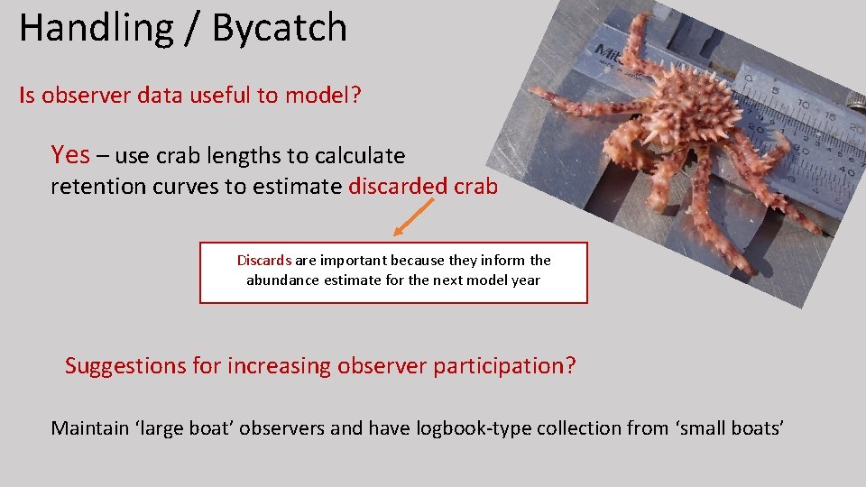 Handling / Bycatch Is observer data useful to model? Yes – use crab lengths