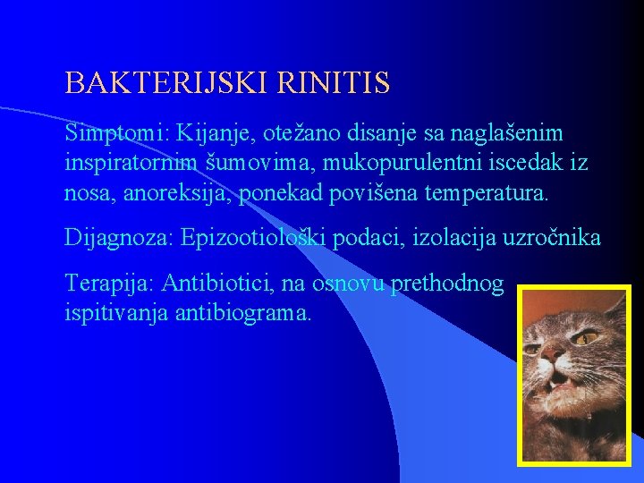 BAKTERIJSKI RINITIS Simptomi: Kijanje, otežano disanje sa naglašenim inspiratornim šumovima, mukopurulentni iscedak iz nosa,