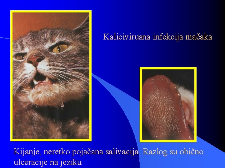 Kalicivirusna infekcija mačaka Kijanje, neretko pojačana salivacija. Razlog su obično ulceracije na jeziku 