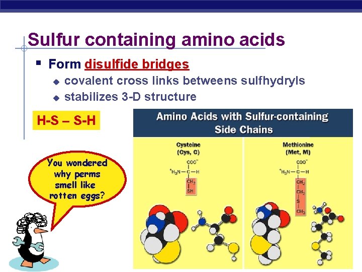 Sulfur containing amino acids Form disulfide bridges u u covalent cross links betweens sulfhydryls