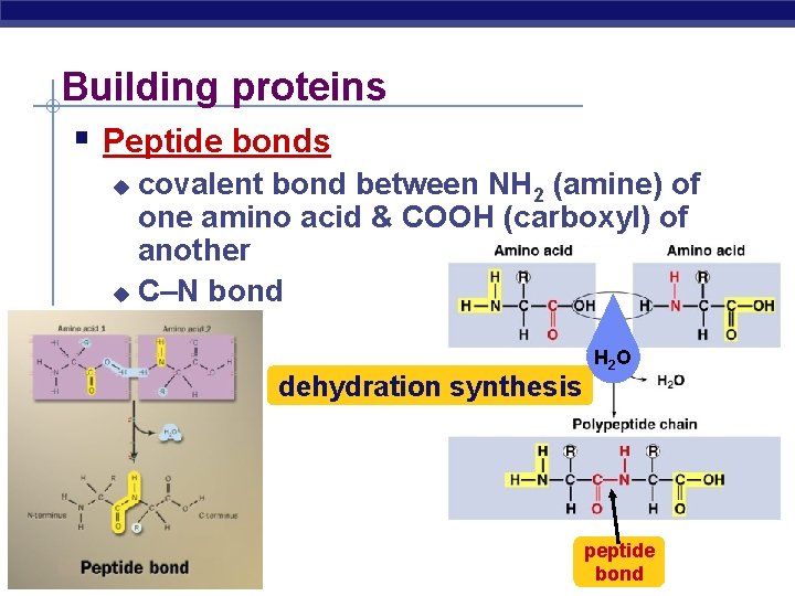 Building proteins Peptide bonds covalent bond between NH 2 (amine) of one amino acid