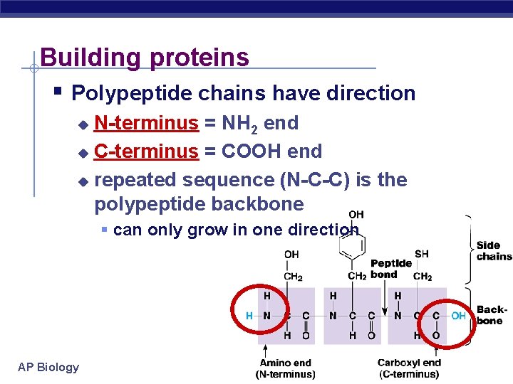 Building proteins Polypeptide chains have direction N-terminus = NH 2 end u C-terminus =