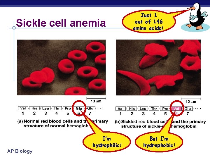 Sickle cell anemia I’m hydrophilic! AP Biology Just 1 out of 146 amino acids!