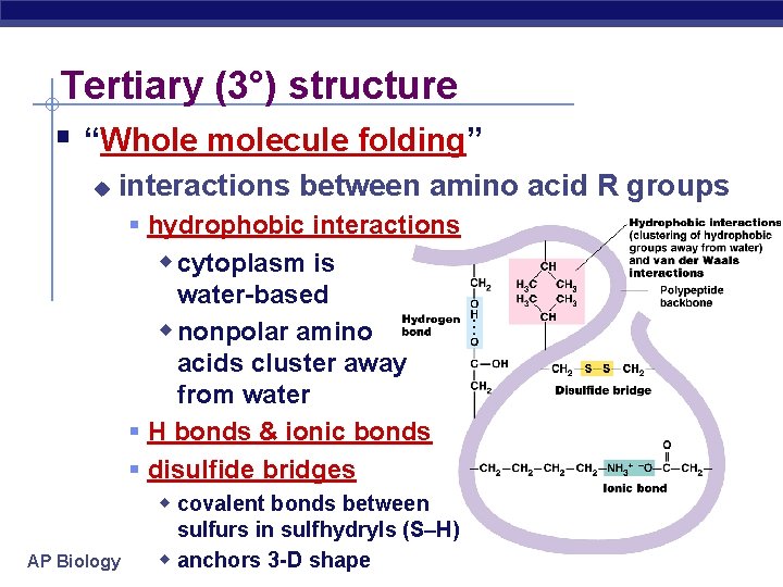 Tertiary (3°) structure “Whole molecule folding” u interactions between amino acid R groups hydrophobic