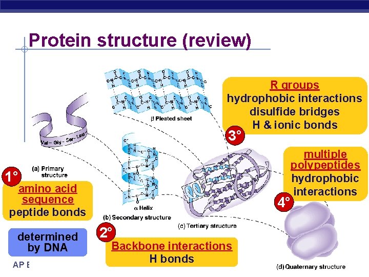 Protein structure (review) R groups hydrophobic interactions disulfide bridges H & ionic bonds 3°