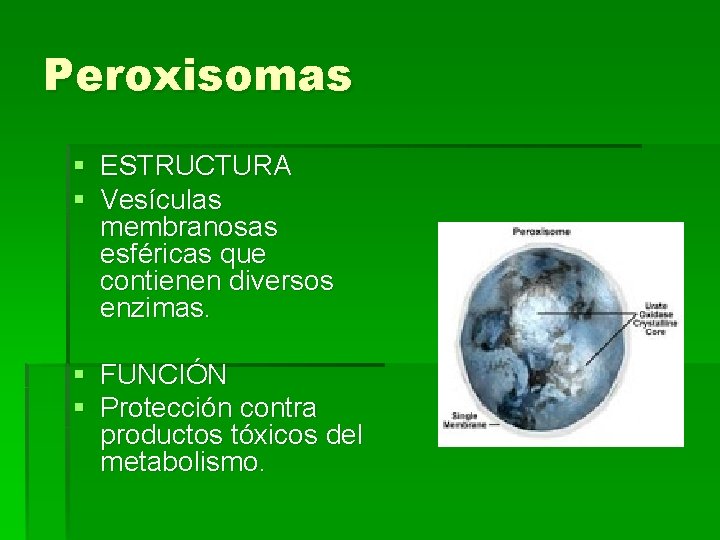 Peroxisomas § ESTRUCTURA § Vesículas membranosas esféricas que contienen diversos enzimas. § FUNCIÓN §
