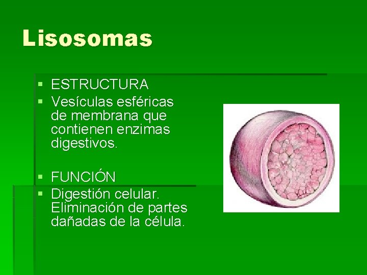 Lisosomas § ESTRUCTURA § Vesículas esféricas de membrana que contienen enzimas digestivos. § FUNCIÓN