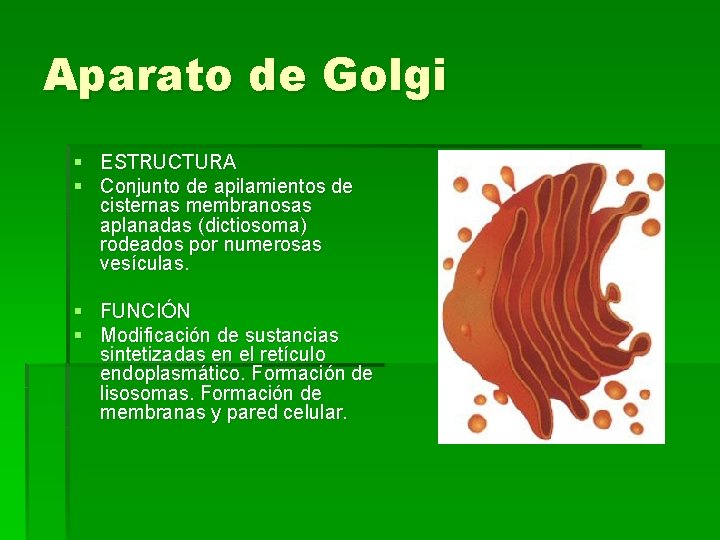 Aparato de Golgi § ESTRUCTURA § Conjunto de apilamientos de cisternas membranosas aplanadas (dictiosoma)