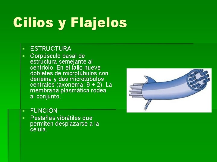 Cilios y Flajelos § ESTRUCTURA § Corpúsculo basal de estructura semejante al centriolo. En