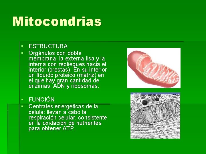 Mitocondrias § ESTRUCTURA § Orgánulos con doble membrana, la externa lisa y la interna