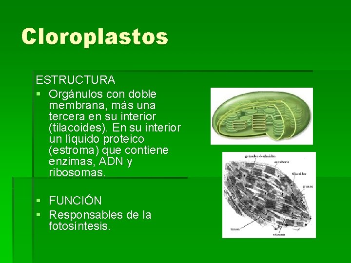 Cloroplastos ESTRUCTURA § Orgánulos con doble membrana, más una tercera en su interior (tilacoides).