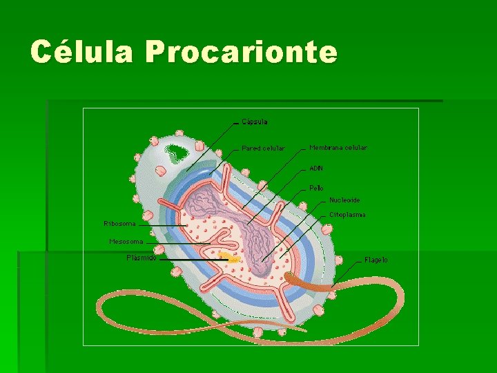 Célula Procarionte 