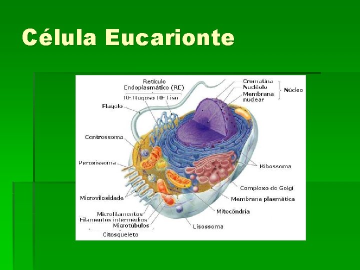 Célula Eucarionte 