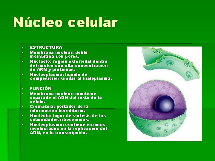 Núcleo celular § § § § § ESTRUCTURA Membrana nuclear: doble membrana con poros.