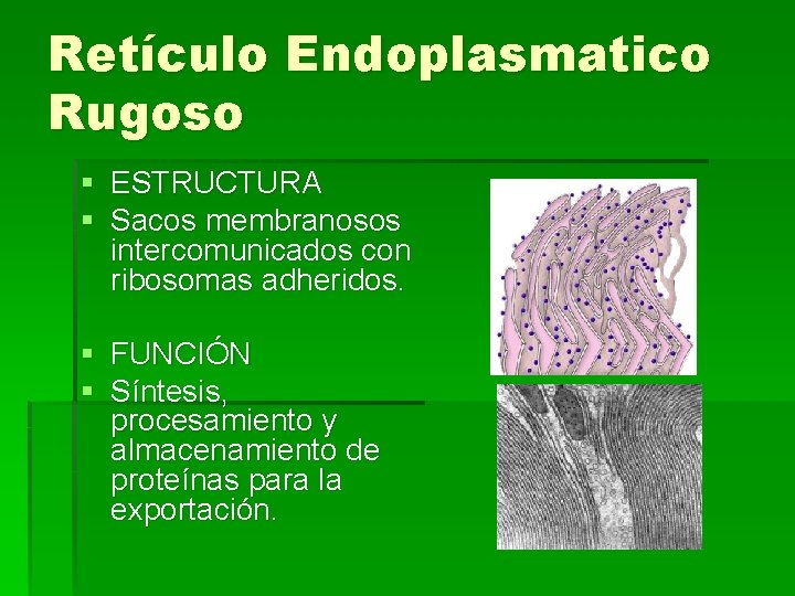 Retículo Endoplasmatico Rugoso § ESTRUCTURA § Sacos membranosos intercomunicados con ribosomas adheridos. § FUNCIÓN