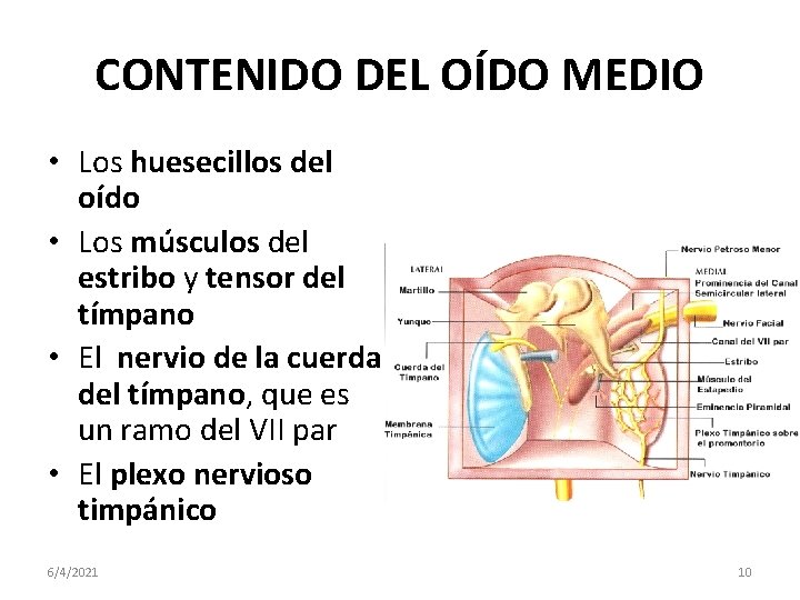 CONTENIDO DEL OÍDO MEDIO • Los huesecillos del oído • Los músculos del estribo