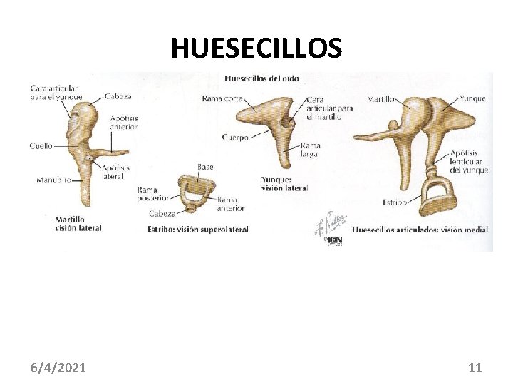 HUESECILLOS 6/4/2021 11 