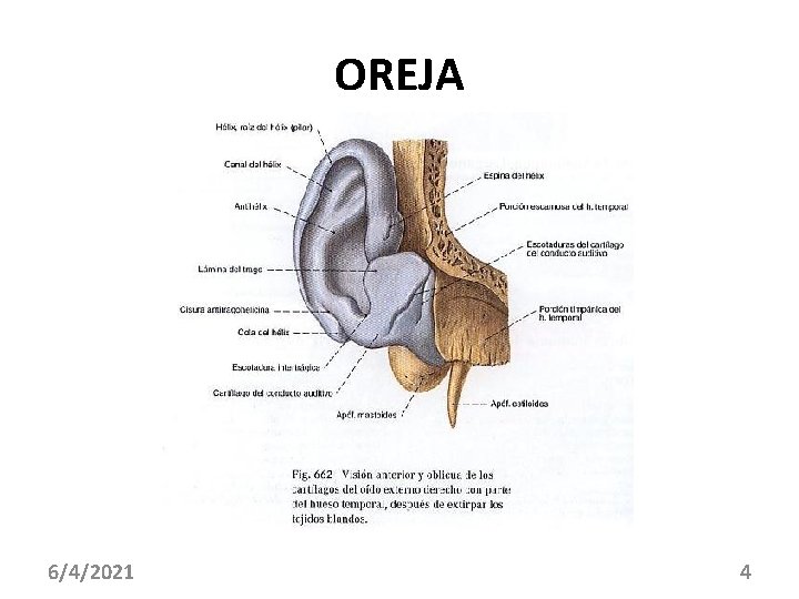 OREJA 6/4/2021 4 