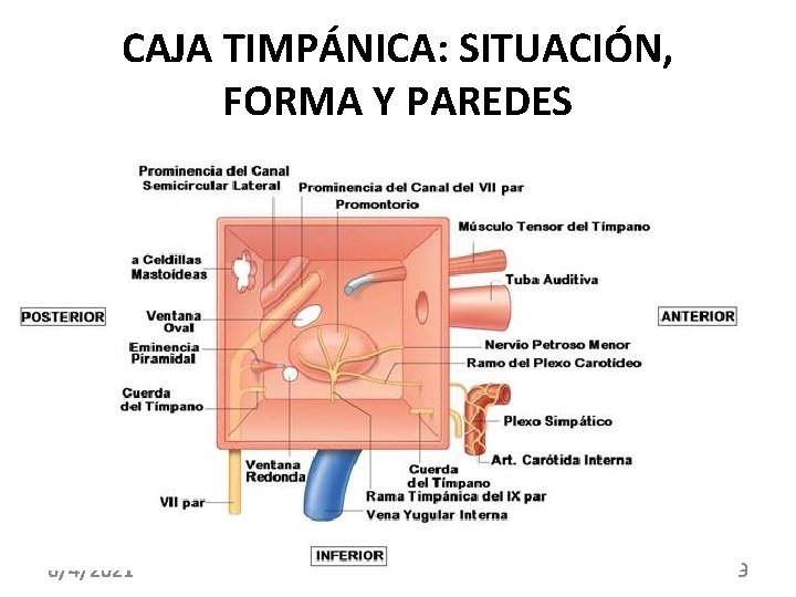 CAJA TIMPÁNICA: SITUACIÓN, FORMA Y PAREDES 6/4/2021 9 