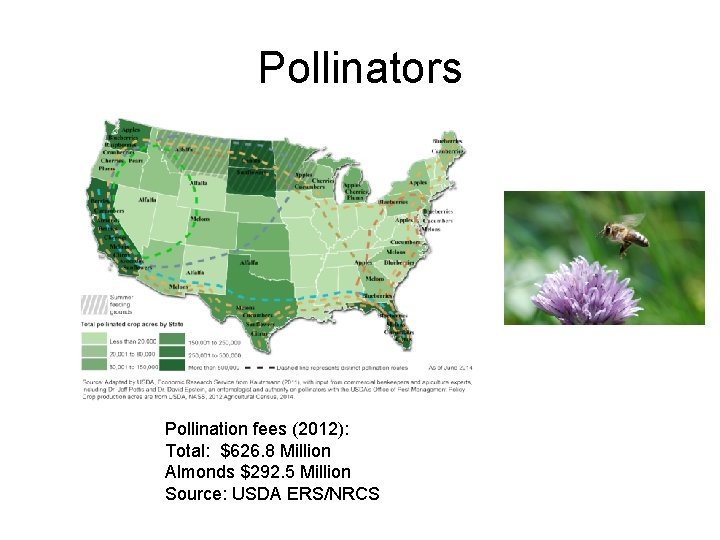 Pollinators Pollination fees (2012): Total: $626. 8 Million Almonds $292. 5 Million Source: USDA