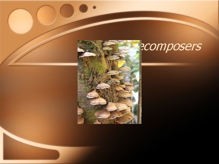 decomposers 