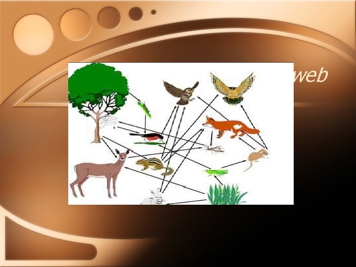 Food web 