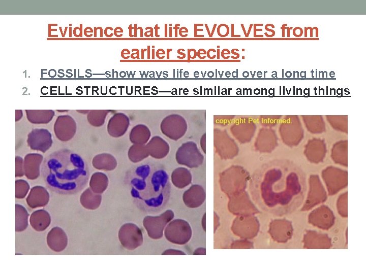 Evidence that life EVOLVES from earlier species: 1. FOSSILS—show ways life evolved over a