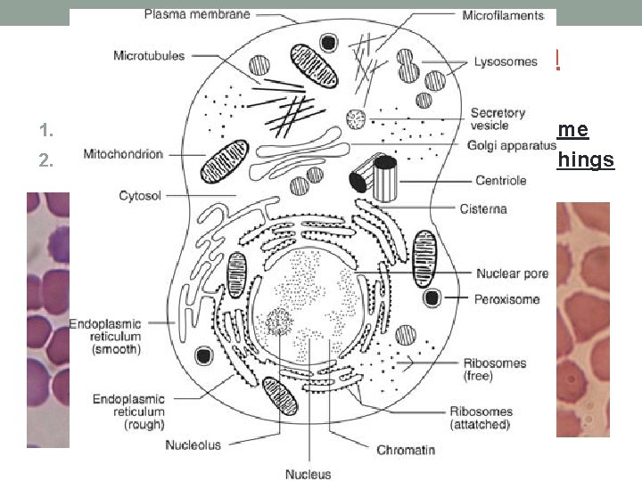 Evidence that life EVOLVES from earlier species: 1. FOSSILS—show ways life evolved over a