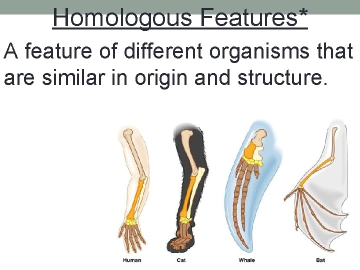 Homologous Features* A feature of different organisms that are similar in origin and structure.
