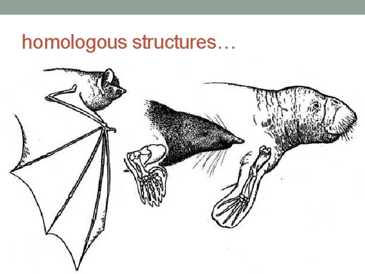 homologous structures… 