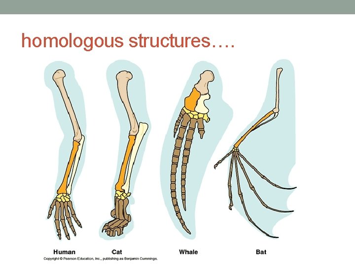 homologous structures…. 