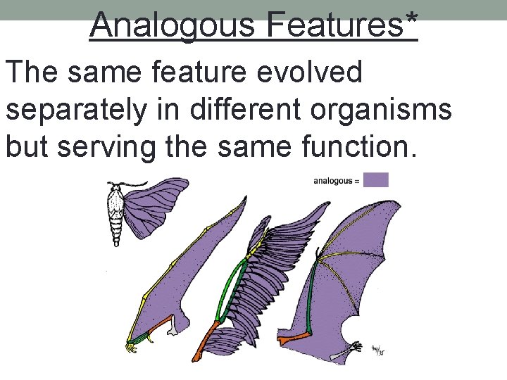Analogous Features* The same feature evolved separately in different organisms but serving the same