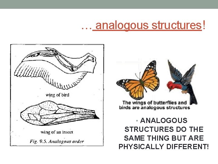 … analogous structures! • ANALOGOUS STRUCTURES DO THE SAME THING BUT ARE PHYSICALLY DIFFERENT!