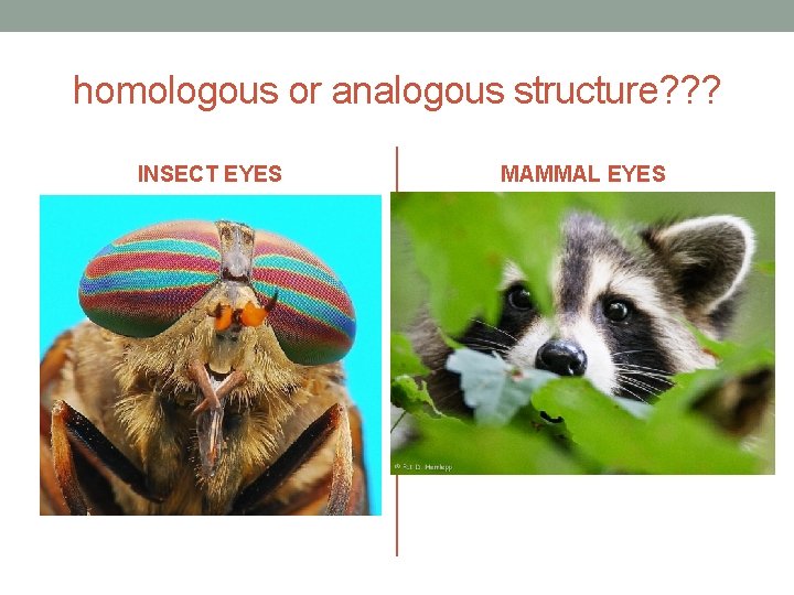 homologous or analogous structure? ? ? INSECT EYES MAMMAL EYES 