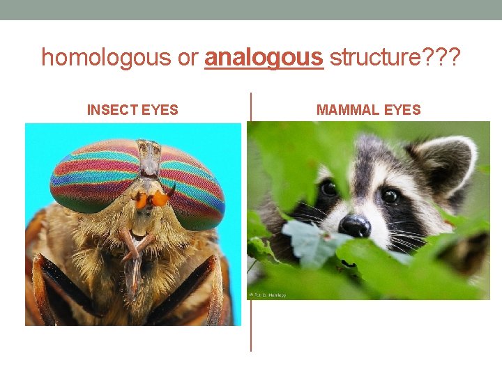 homologous or analogous structure? ? ? INSECT EYES MAMMAL EYES 