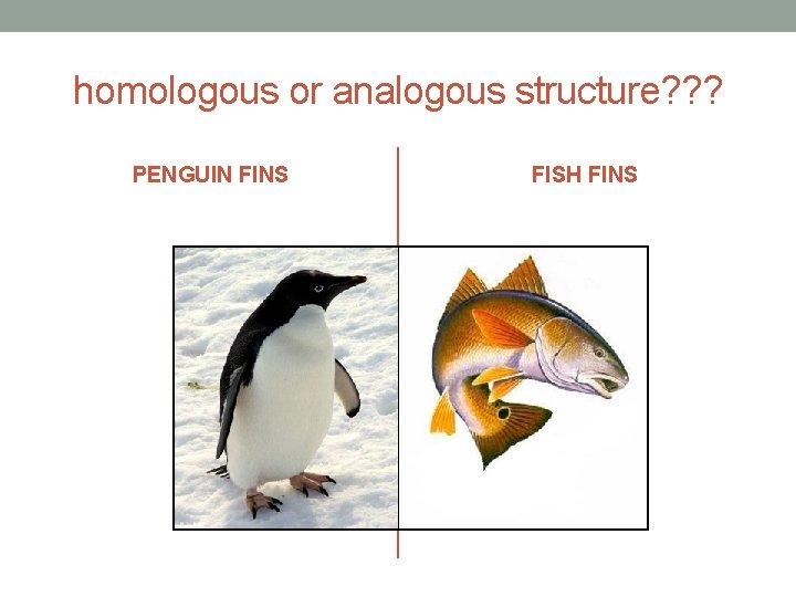 homologous or analogous structure? ? ? PENGUIN FINS FISH FINS 