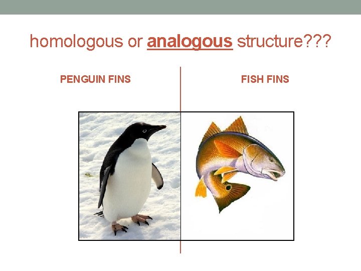 homologous or analogous structure? ? ? PENGUIN FINS FISH FINS 